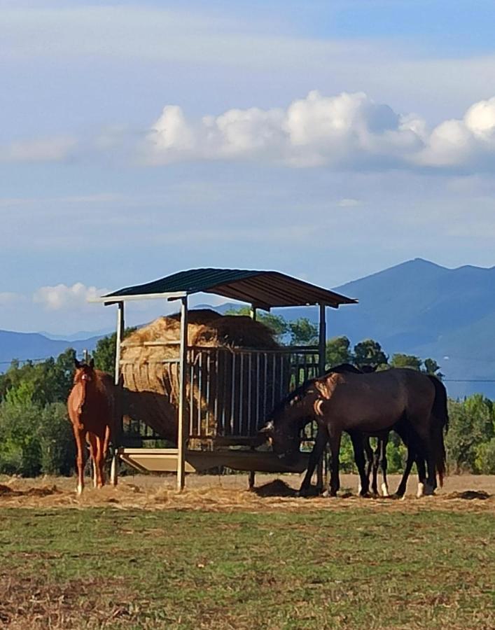 Podere Il Giurato Fauglia Ngoại thất bức ảnh